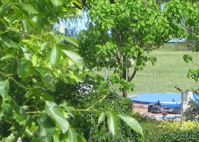 Rent A Scooter * Zamárdi